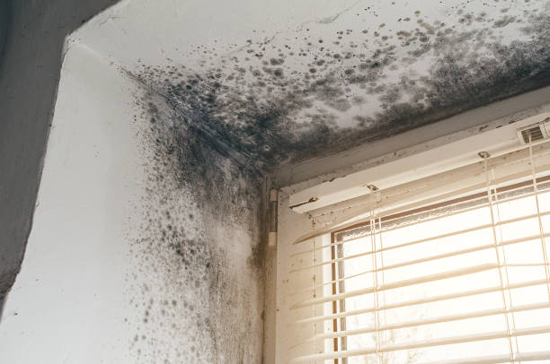 Affordable Mold Cleanup solutions in Millburn, NJ